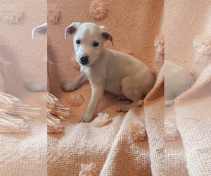 Mutt Dogs for adoption in SHERBURNE, NY, USA