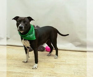 Mutt Dogs for adoption in Sanford, FL, USA