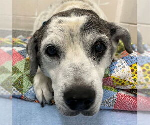 American Staffordshire Terrier-Unknown Mix Dogs for adoption in Naples, FL, USA