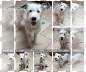 Mutt Dogs for adoption in Mesa, AZ, USA