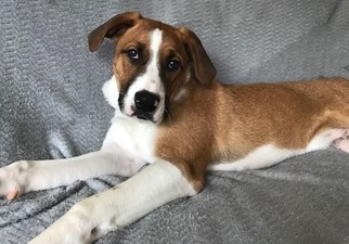 Boxador Dogs for adoption in Issaquah, WA, USA
