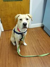 Labrador Retriever-Unknown Mix Dogs for adoption in Lockport, IL, USA