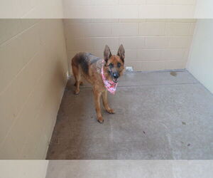 German Shepherd Dog-Unknown Mix Dogs for adoption in McKinney, TX, USA