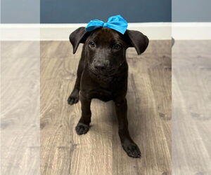 Labrador Retriever-Unknown Mix Dogs for adoption in Lakewood, CO, USA