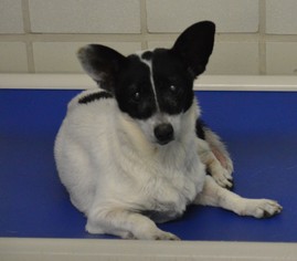 Chihuahua Dogs for adoption in Bryan, TX, USA