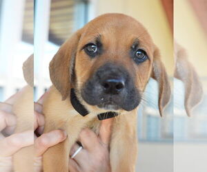 Mutt Dogs for adoption in McKinney, TX, USA
