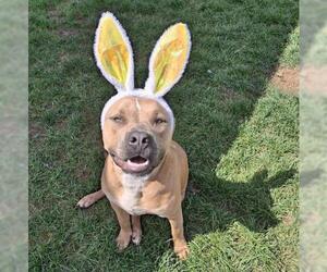 American Pit Bull Terrier Dogs for adoption in Bakersfield, CA, USA