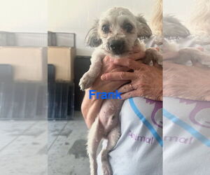 Poodle (Miniature)-Unknown Mix Dogs for adoption in Jackson Township, NJ, USA