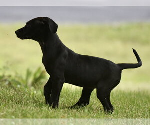 Labrador Retriever-Unknown Mix Dogs for adoption in Mechanicsburg, PA, USA