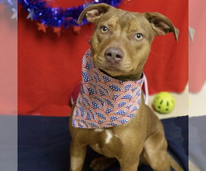 Mutt Dogs for adoption in Placerville, CA, USA