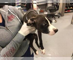 American Pit Bull Terrier Dogs for adoption in Riverside, CA, USA
