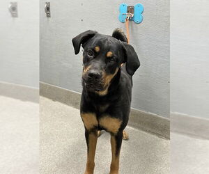 Rottweiler-Unknown Mix Dogs for adoption in Las Vegas, NV, USA