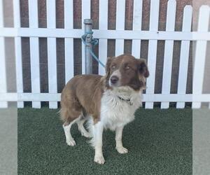 Border Collie Dogs for adoption in Modesto, CA, USA