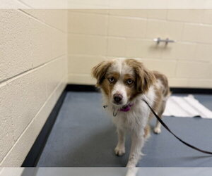 Australian Shepherd-Unknown Mix Dogs for adoption in Fort Collins, CO, USA