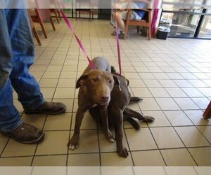 Labrador Retriever-Unknown Mix Dogs for adoption in Ocala, FL, USA