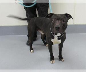 American Staffordshire Terrier Dogs for adoption in Louisville, KY, USA