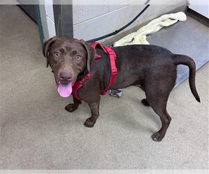 German Shorthaired Lab Dogs for adoption in Santa Maria, CA, USA