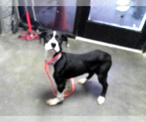 Mutt Dogs for adoption in Tulsa, OK, USA