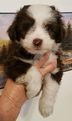 Havanese Dogs for adoption in Morgantown WV, PA, USA