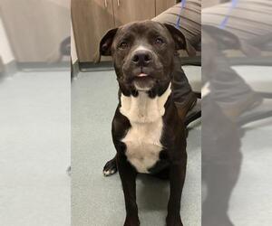 Mutt Dogs for adoption in Baytown, TX, USA