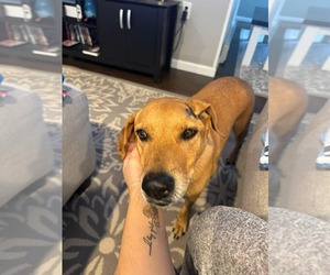 Mutt Dogs for adoption in Woodbury, NY, USA