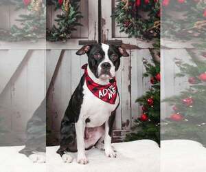 Mutt Dogs for adoption in Rockville, MD, USA