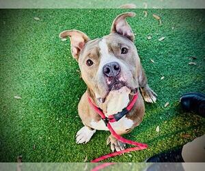 Mutt Dogs for adoption in Orlando, FL, USA