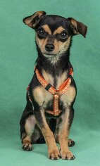 Chipin Dogs for adoption in Davis, CA, USA