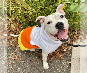 American Bulldog-Unknown Mix Dogs for adoption in Minneapolis, MN, USA