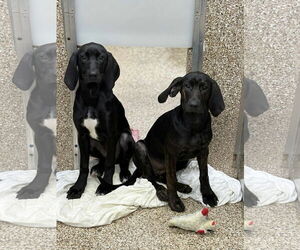 Plott Hound Dogs for adoption in Martinsburg, WV, USA