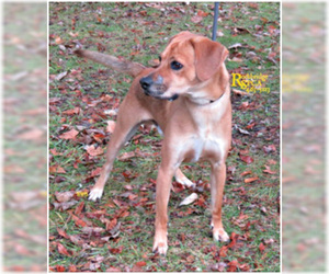 Beagle Dogs for adoption in Aldie, VA, USA
