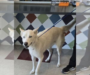 Huskies -Unknown Mix Dogs for adoption in Plano, TX, USA