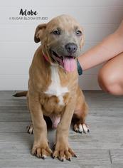 Medium Photo #1 Labrador Retriever-Unknown Mix Puppy For Sale in Littleton, CO, USA