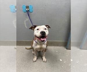 American Pit Bull Terrier-Unknown Mix Dogs for adoption in Las Vegas, NV, USA