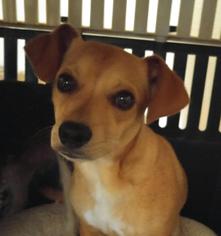 Chihuahua-Unknown Mix Dogs for adoption in Forreston, TX, USA