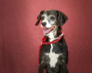 Doxle Dogs for adoption in Pasadena, CA, USA