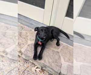 Mountain Cur-Unknown Mix Dogs for adoption in Boston, MA, USA