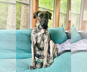Mastiff-Presa Canario Mix Dogs for adoption in Minneapolis, MN, USA