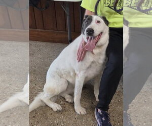 Labrador Retriever-Unknown Mix Dogs for adoption in Williamsburg, IA, USA