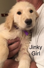 Golden Retriever Dogs for adoption in Newport, KY, USA