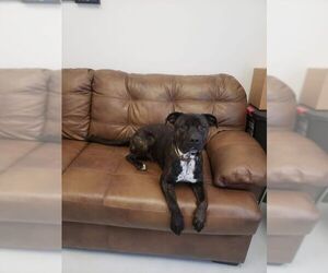 Bullboxer Pit Dogs for adoption in Mt. Gilead, OH, USA
