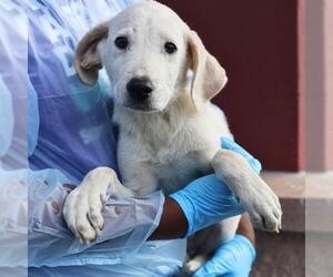 Labrador Retriever-Unknown Mix Dogs for adoption in San Antonio, TX, USA