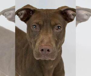 Labrador Retriever-Unknown Mix Dogs for adoption in Kennesaw, GA, USA