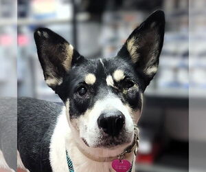 Huskies -Rottweiler Mix Dogs for adoption in Fargo, ND, USA