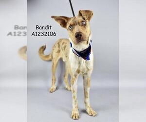 Catahoula Leopard Dog-Unknown Mix Dogs for adoption in Bakersfield, CA, USA