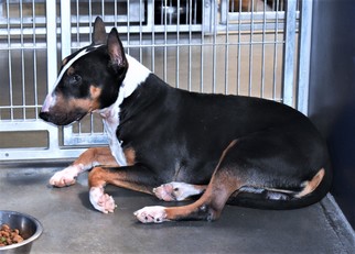 Bull Terrier Dogs for adoption in San Jacinto, CA, USA