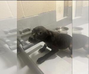 American Pit Bull Terrier-Labrador Retriever Mix Dogs for adoption in Augusta, GA, USA