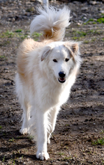 Great Pyrenees Dogs for adoption in Chattanooga, TN, USA