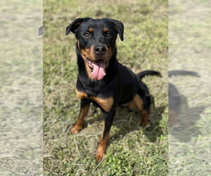 Rottweiler-Unknown Mix Dogs for adoption in Virginia Beach, VA, USA