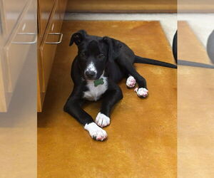 Mutt Dogs for adoption in Oak Bluffs, MA, USA